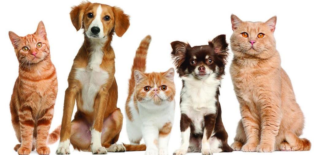 Доска объявлений о животных | ЗооТом - продажа, вязка и услуги для животных в Горячеводске