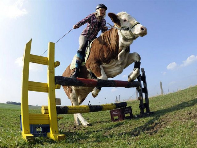 Статьи о коровах в Горячеводске | ЗооТом портал о животных