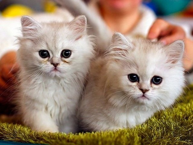 Породы кошек в Горячеводске | ЗооТом портал о животных