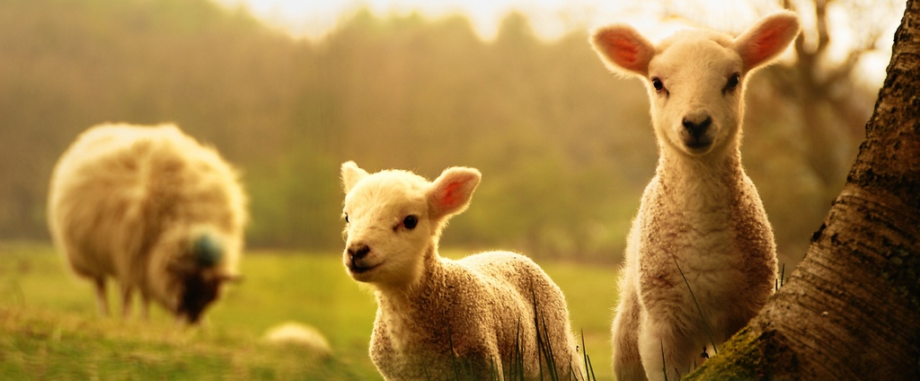 Объявления о сельскохозяйственных животных | ЗооТом - продажа, вязка и услуги для животных в Горячеводске