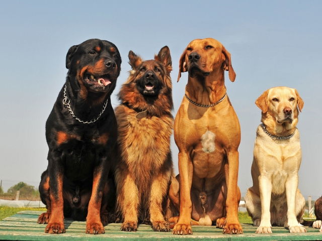 Крупные породы собак в Горячеводске | ЗооТом портал о животных